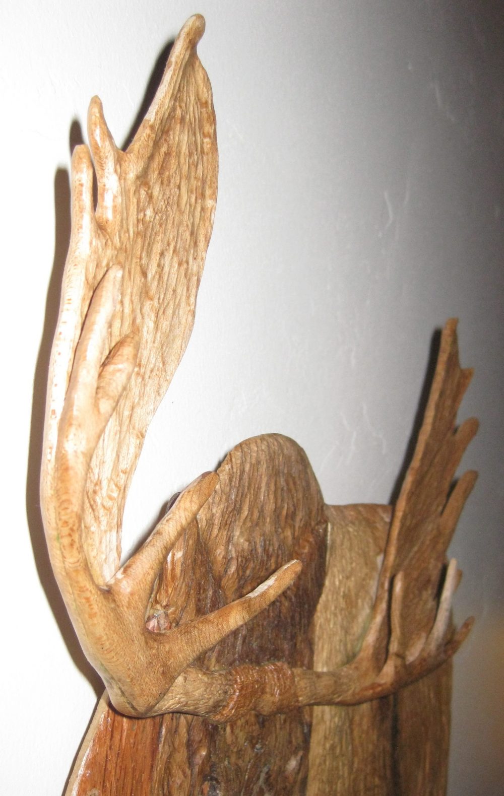 moose antlers carved of brids eye maple